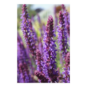 Prachtige paarse lavendeventiel foto afdruk