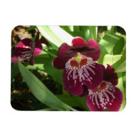 Prachtige Paarse Orchideeën II Elegante Bloemen