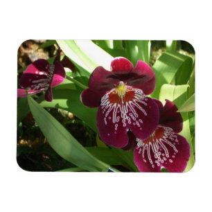 Prachtige Paarse Orchideeën II Elegante Bloemen Magneet