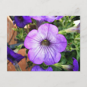Prachtige Paarse Petunia Briefkaart
