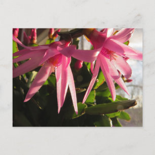 Prachtige paascactus bloemen feestdagenkaart