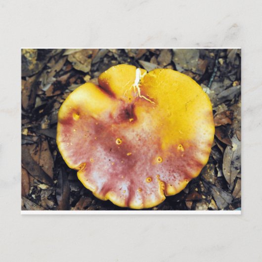 Prachtige paddenstoel briefkaart (Voorkant)