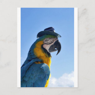 Prachtige Parrot die een Pet draagt Briefkaart