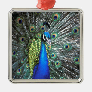 Prachtige pauw spreidt kleurrijke veren metalen ornament