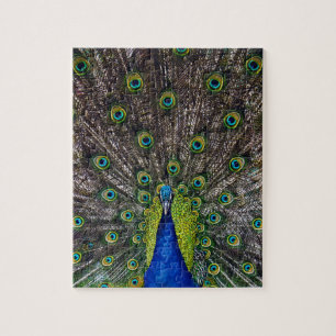 Prachtige pauw vogel legpuzzel