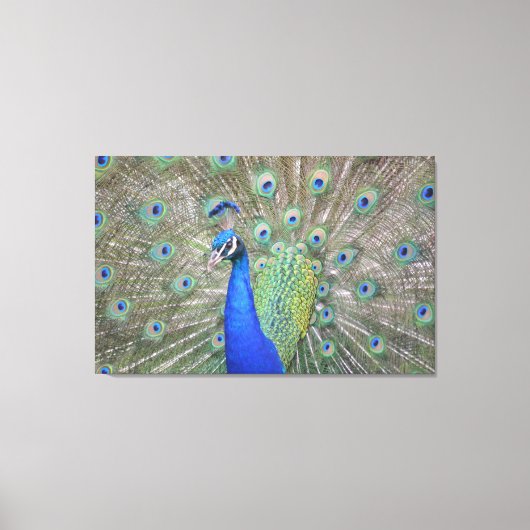 Prachtige Peacock Canvas Afdruk (Voorkant)