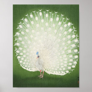 Prachtige Peacock Poster