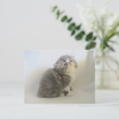 Prachtige Perzische kat briefkaart (Staand voorkant)