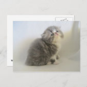 Prachtige Perzische kat briefkaart (Voorkant / Achterkant)