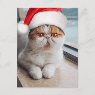 Prachtige Perzische kat met Kerstman hoed Briefkaart