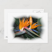 Prachtige Petals 29 Briefkaart (Voorkant / Achterkant)