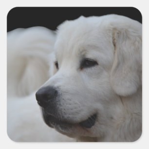 Prachtige Poolse Tatra Sheepdog Sticker