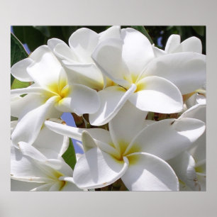 Prachtige Poster Plumeria