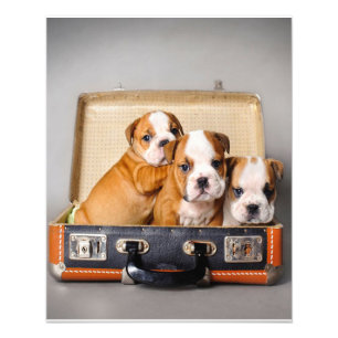 Prachtige Puppies van Bulldog HONDENLIEFHEBBER Foto Afdruk
