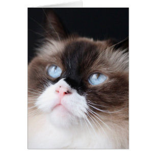 Prachtige ragdoll-kat