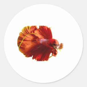Prachtige Rode Halfmaan Betta Vis Sticker - Siamee