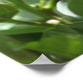 Prachtige rode hibiscus poster (Hoek)