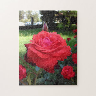 Prachtige rode rozen legpuzzel