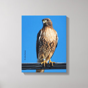 Prachtige Roodstaartbuizerd in de Zon Canvas Afdruk