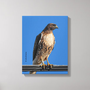 Prachtige Roodstaartbuizerd in de Zon Canvas Afdruk