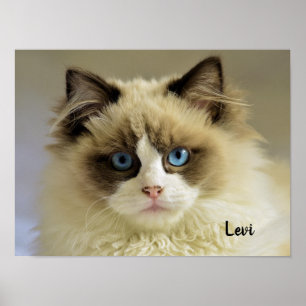 Prachtige rookkast met blauwe ogen poster