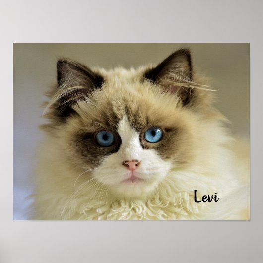 Prachtige rookkast met blauwe ogen poster (Voorkant)