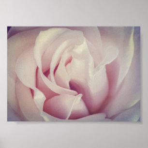 Prachtige Roos Lavender Pink Flower Archiving Poster