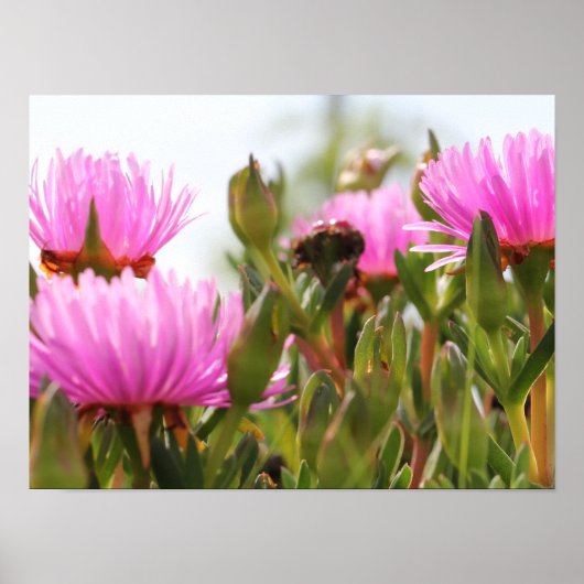 Prachtige roze bloemen A3 Poster (Voorkant)