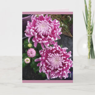 Prachtige roze Chrysanthemum bloemen bloemen Kaart