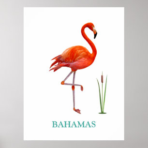 Prachtige Roze Flamingo Bird & Reed Plant op White Poster
