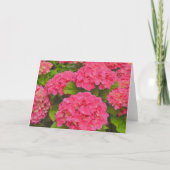 Prachtige roze Hydrangea Tuin Bloem Kunst Kaart (Voorkant)