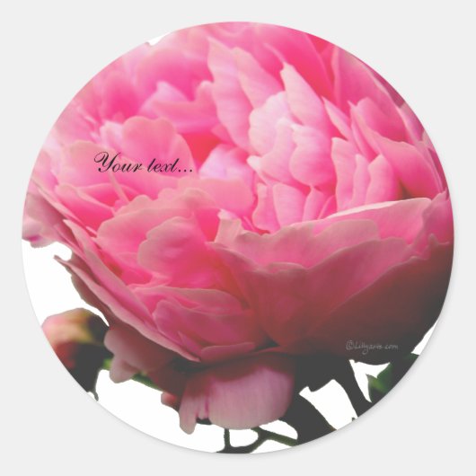 Prachtige roze pioen aangepaste envelop afdichting ronde sticker (Voorkant)