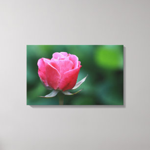 Prachtige roze / rode roos opgespannen canvasprint canvas afdruk
