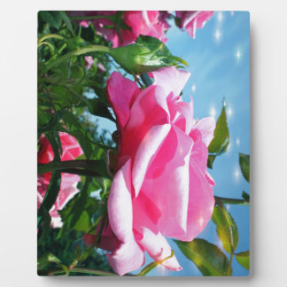Prachtige roze roos in blauwe lucht. Bloemenfotogr Fotoplaat