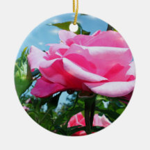 Prachtige roze roos in de blauwe lucht. Valentijns