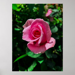 Prachtige roze rozenbloem poster afbeelding