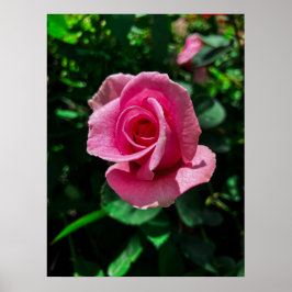 Prachtige roze rozenbloem poster afbeelding