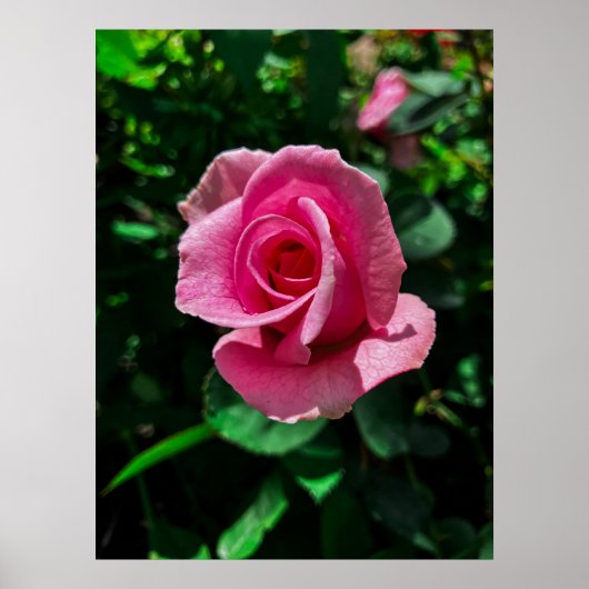 Prachtige roze rozenbloem poster afbeelding (Voorkant)