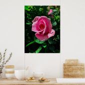 Prachtige roze rozenbloem poster afbeelding (Keuken)