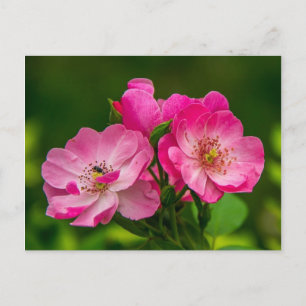 Prachtige roze wild roos briefkaart