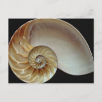 Prachtige schelp van Nautilus