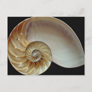 Prachtige schelp van Nautilus Briefkaart