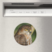 Prachtige shap-Shinned Hawk komt uit A-Callin' Magneet (Insitu (Vaatwasser))