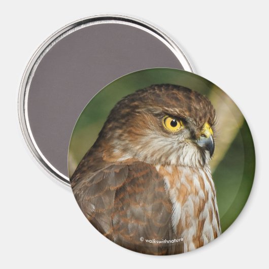 Prachtige shap-Shinned Hawk komt uit A-Callin' Magneet (Voorkant / Achterkant)