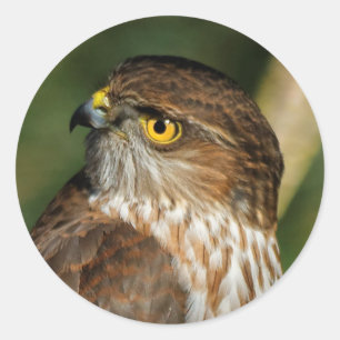 Prachtige shap-Shinned Hawk komt uit A-Callin' Ronde Sticker