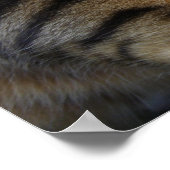 Prachtige, slingerende buikkat poster (Hoek)