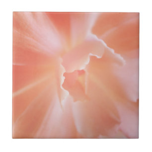 Prachtige Soft Salmon Colour Begonia Tegeltje