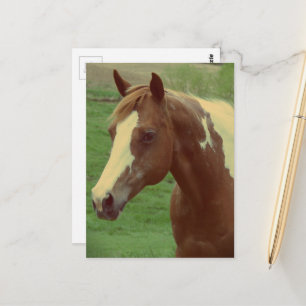 Prachtige Spring Paint Horse Merrie Briefkaart