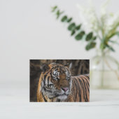Prachtige Tiger Sleek Wildcat Face Visitekaartje (Staand voorkant)