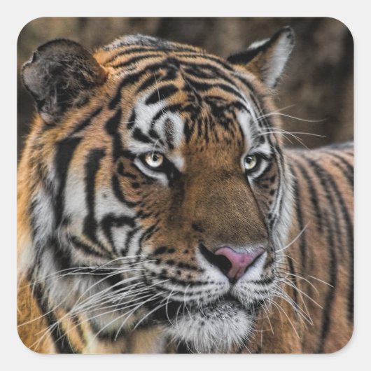 Prachtige Tiger Wildcat Face Vierkante Sticker (Voorkant)
